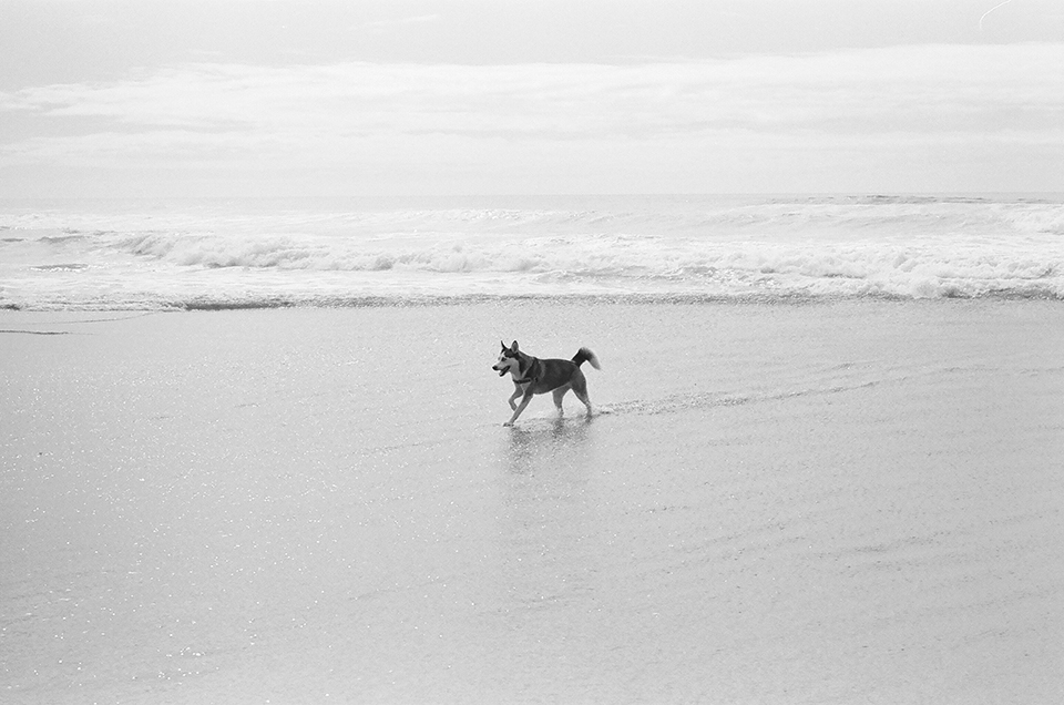 Husky on the beach