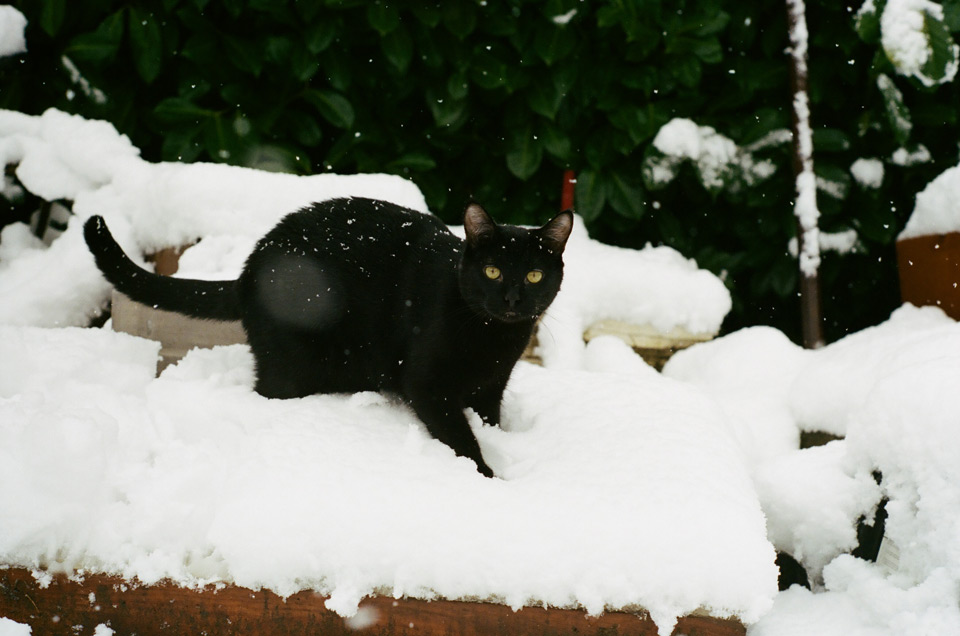 tt in the snow